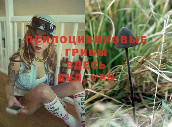 шишки Абаза