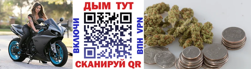 где найти   Струнино  МАРИХУАНА сатива 